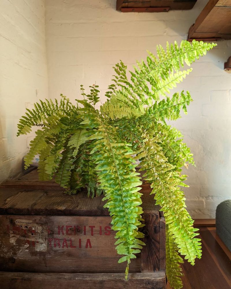 Boston Fern (Nephrolepis exaltata ‘Bostoniensis’) – The Chemical Absorber