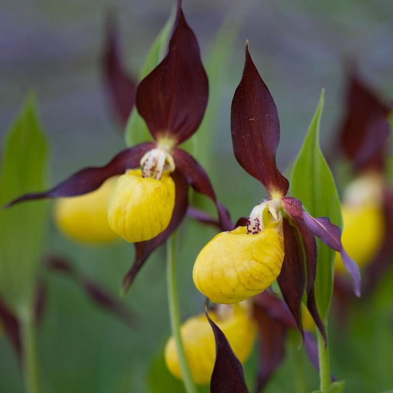 Yellow and Purple Lady Slipper