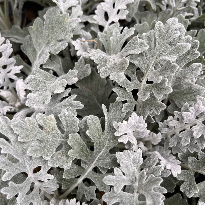 Dusty Miller