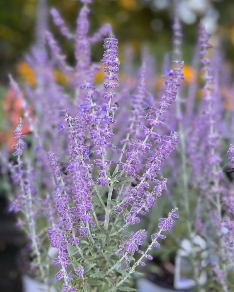 Russian Sage