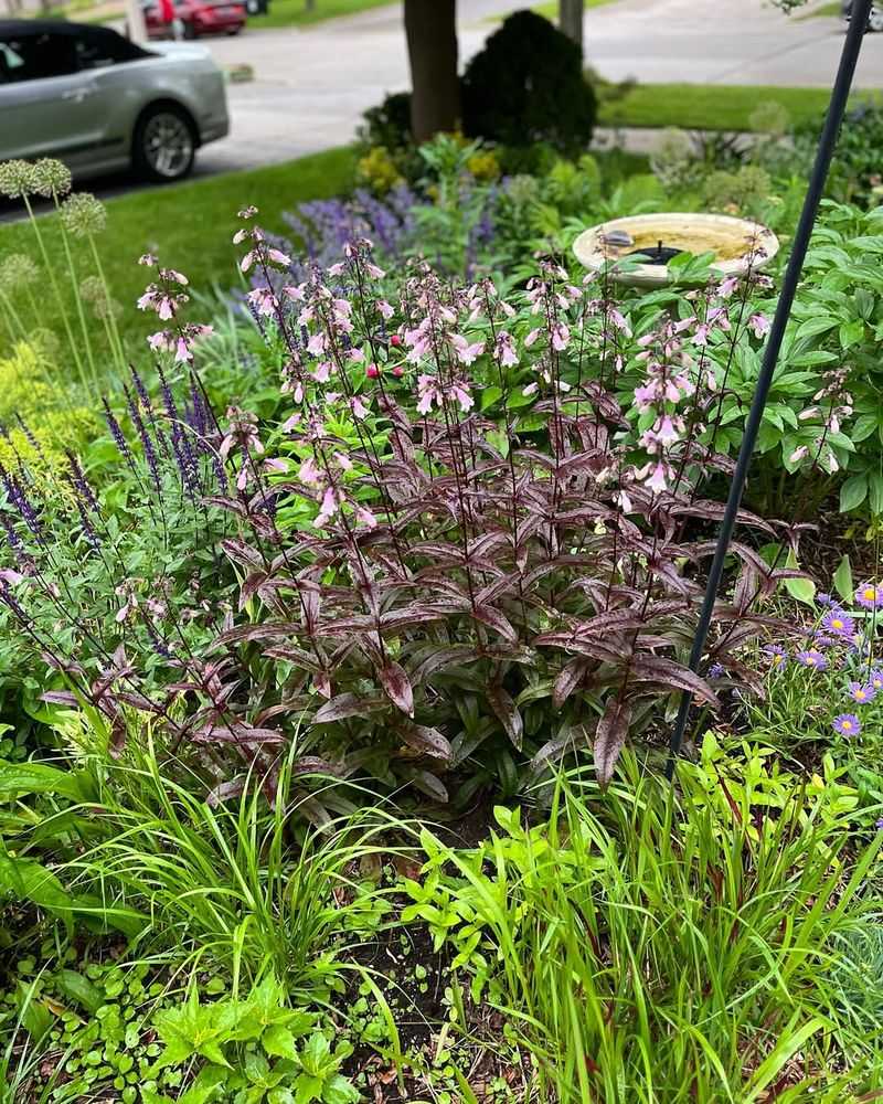 Penstemon (Beardtongue)