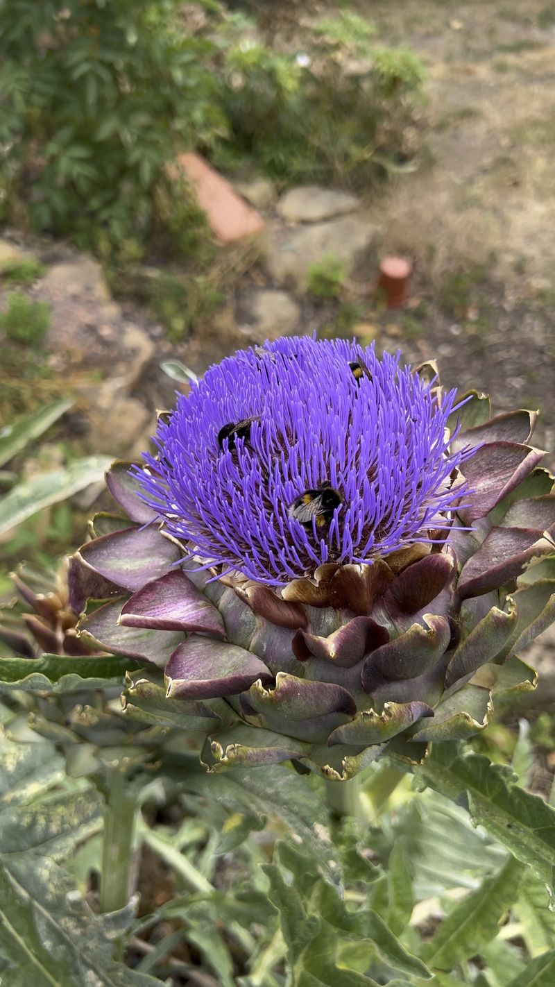 Cardoon