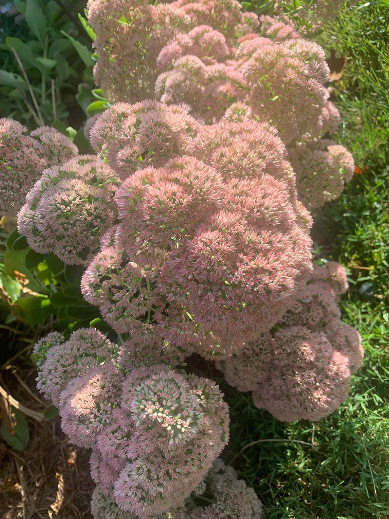 Sedum (Stonecrop)