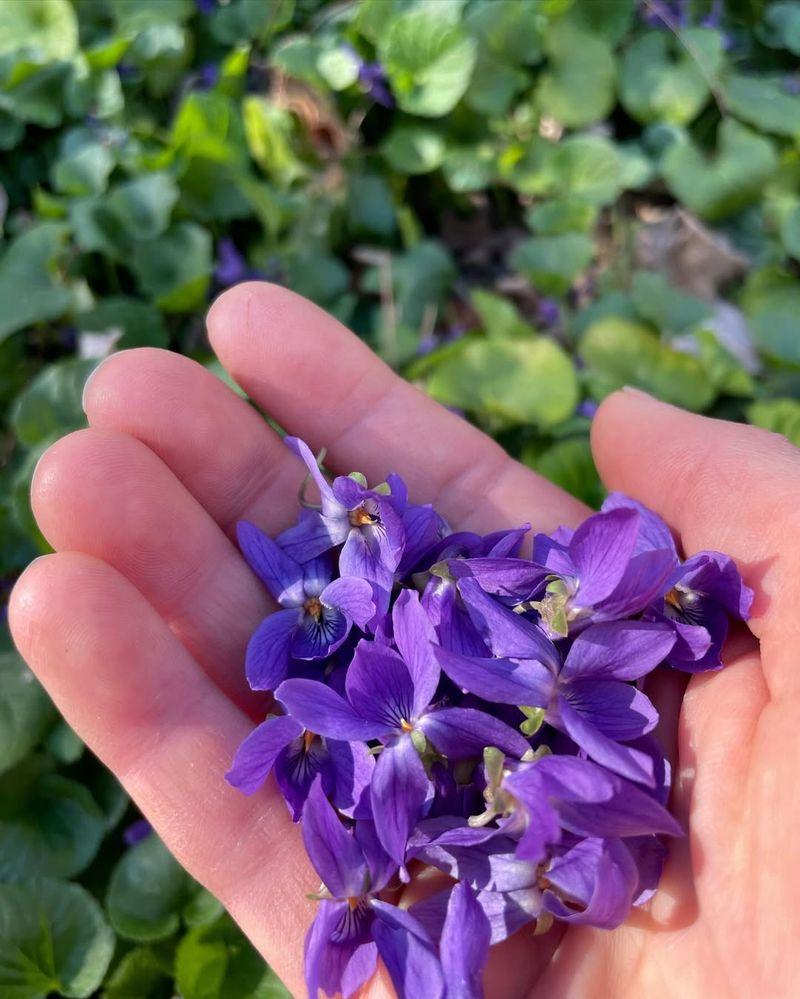 Wild Violet (Viola odorata) – The Pollinator’s Friend