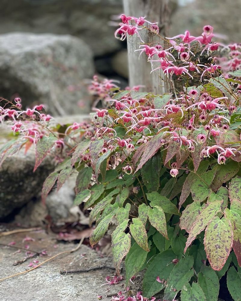 Epimedium