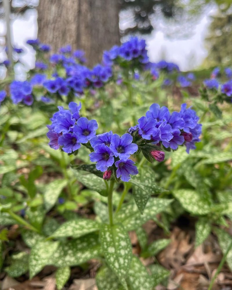 Pulmonaria (Lungwort)