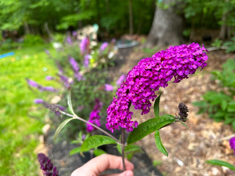 Butterfly Bush