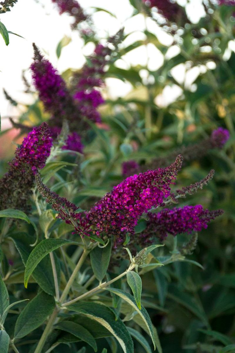 Butterfly Bush