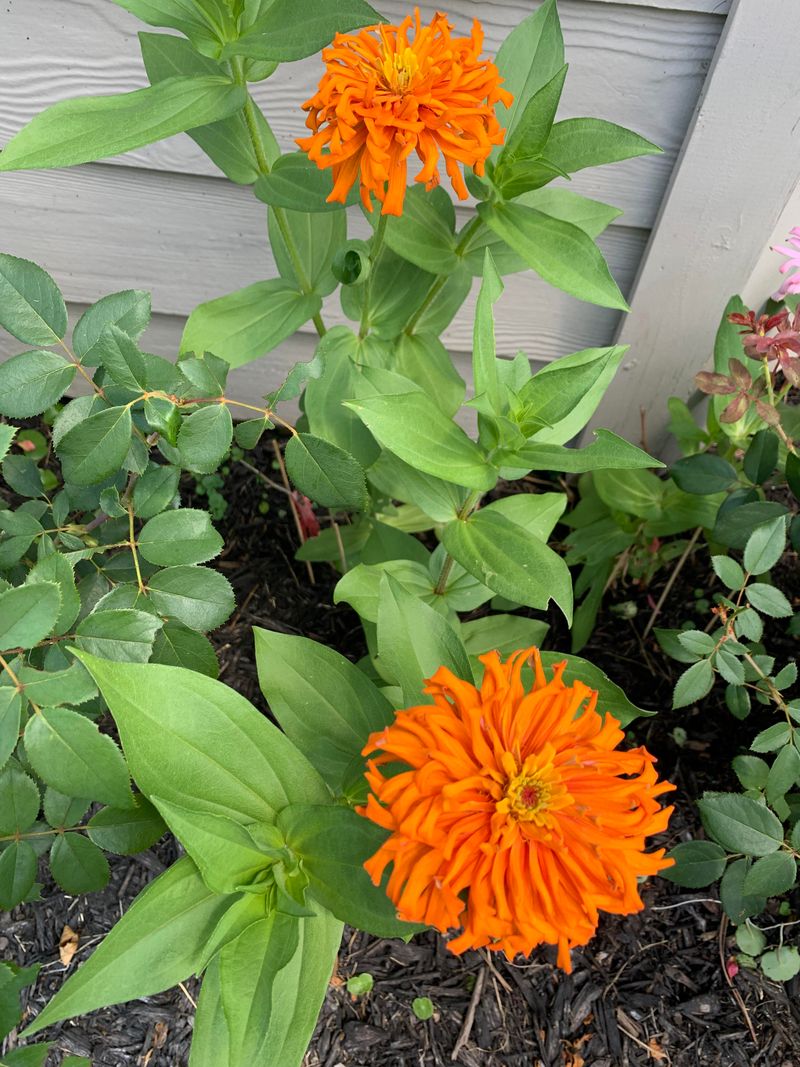 Zinnia (Zinnia elegans)