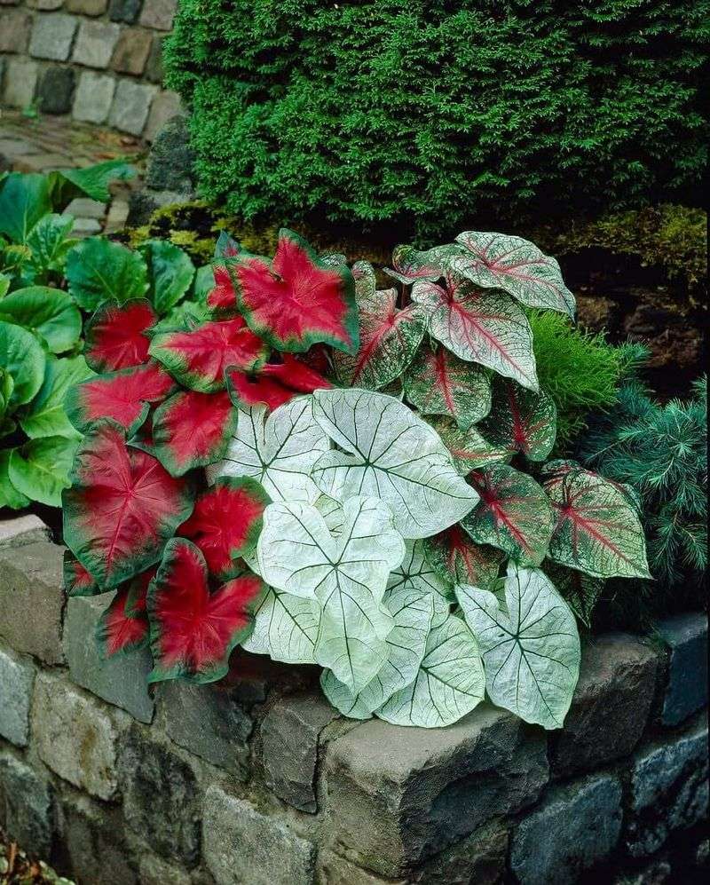 Caladium and Hostas