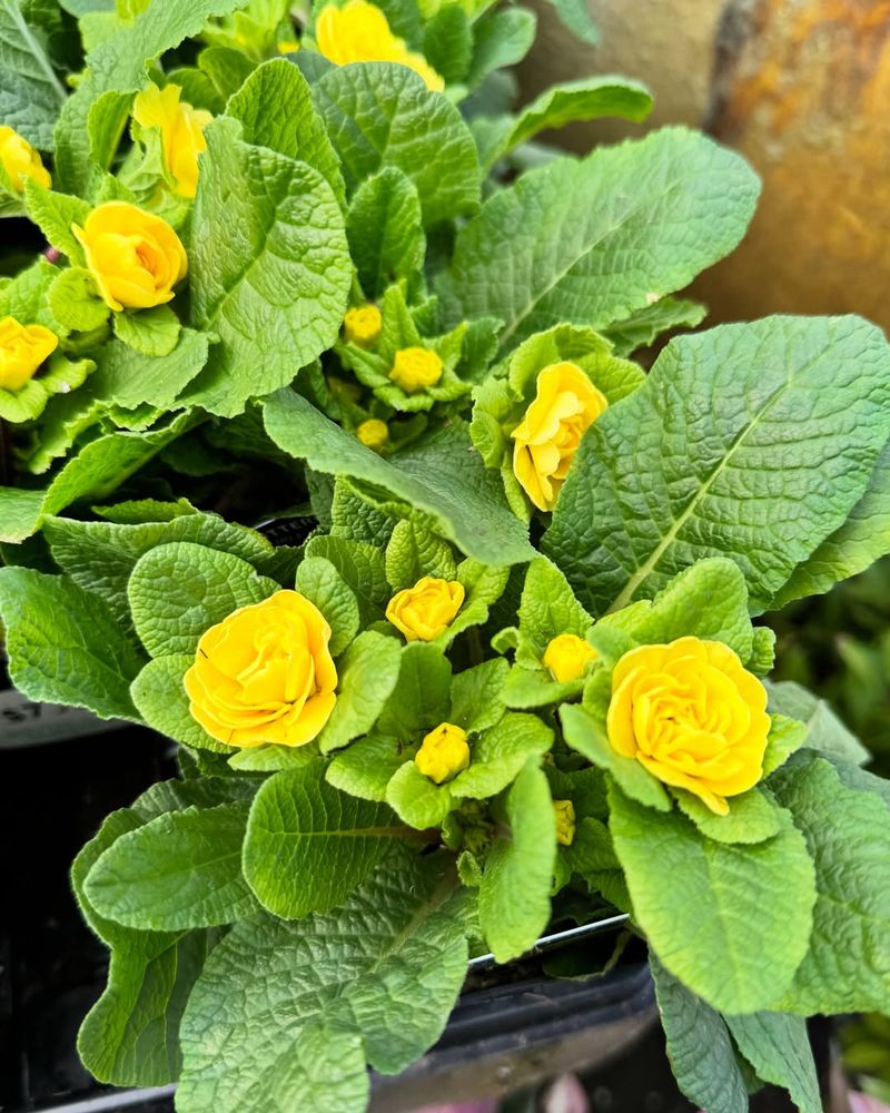 Yellow Primrose
