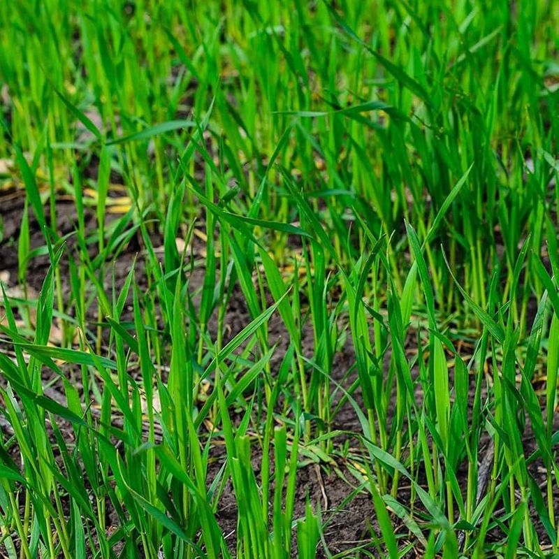 Fast-growing Grass