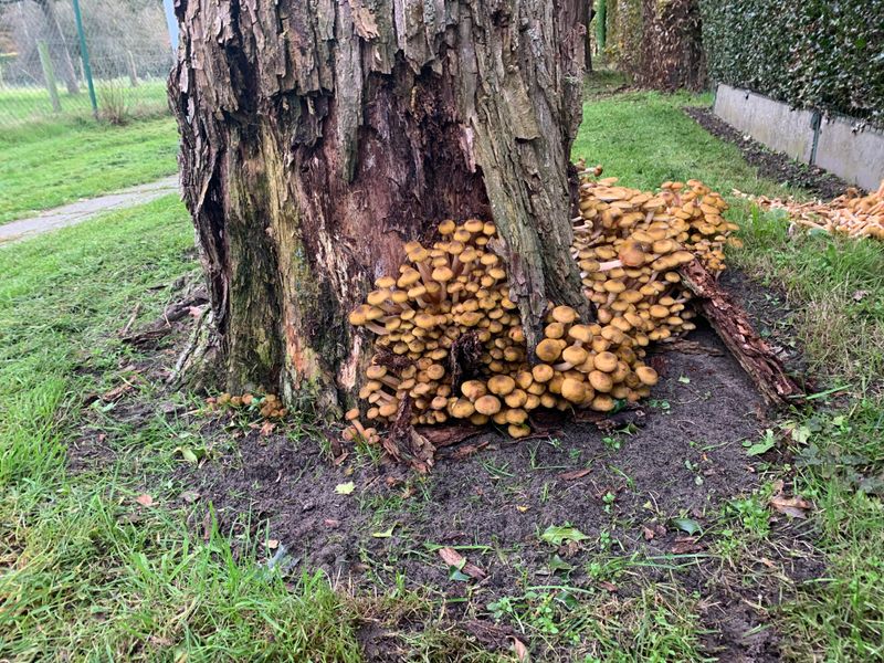 Mushrooms Growing Around the Base