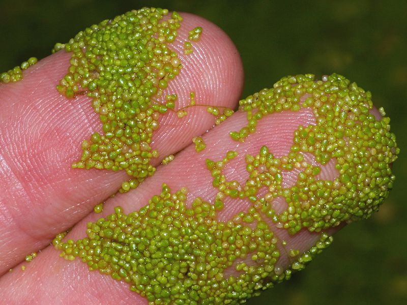 Smallest Flowering Plant