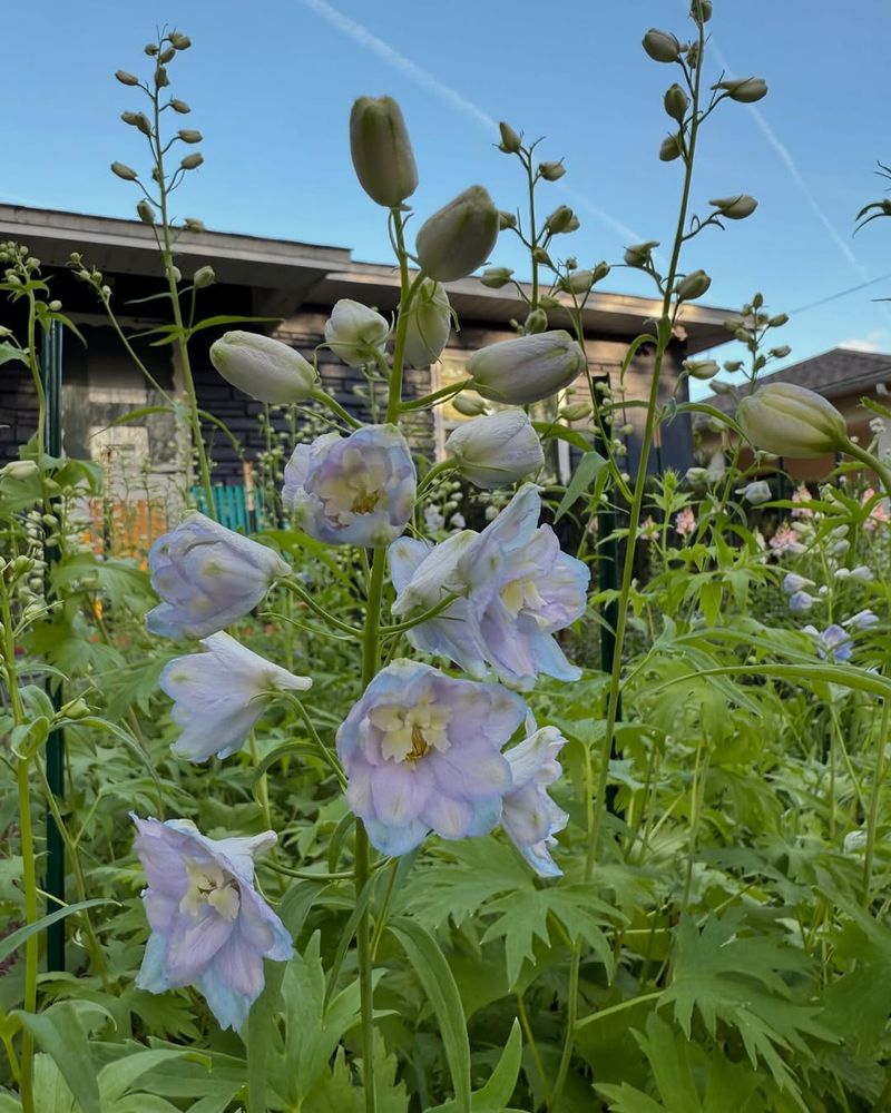 Delphinium