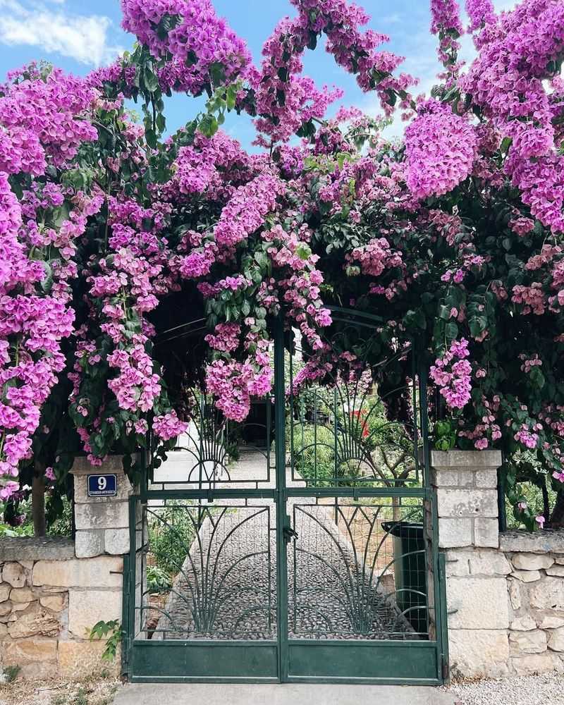 Bougainvillea