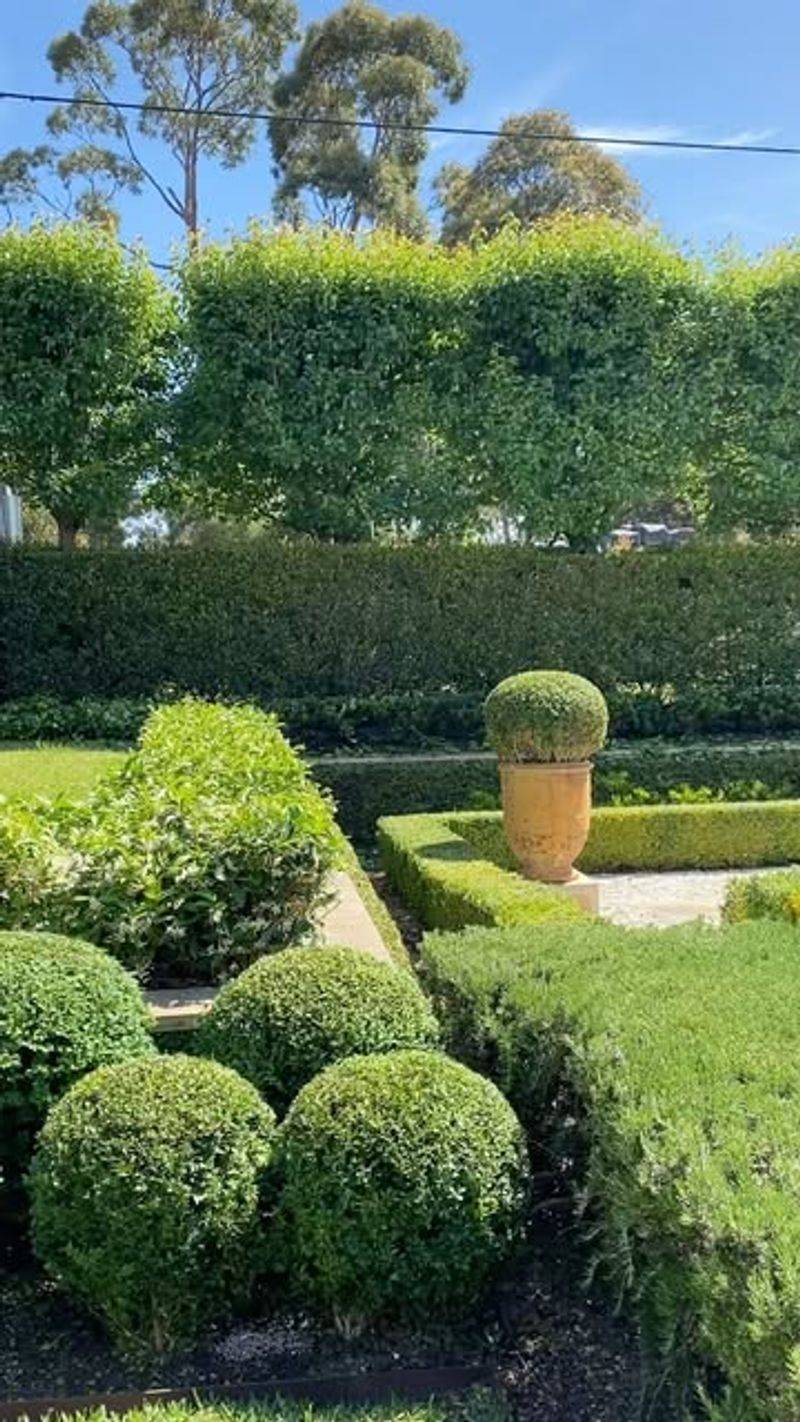 Plant Hedges