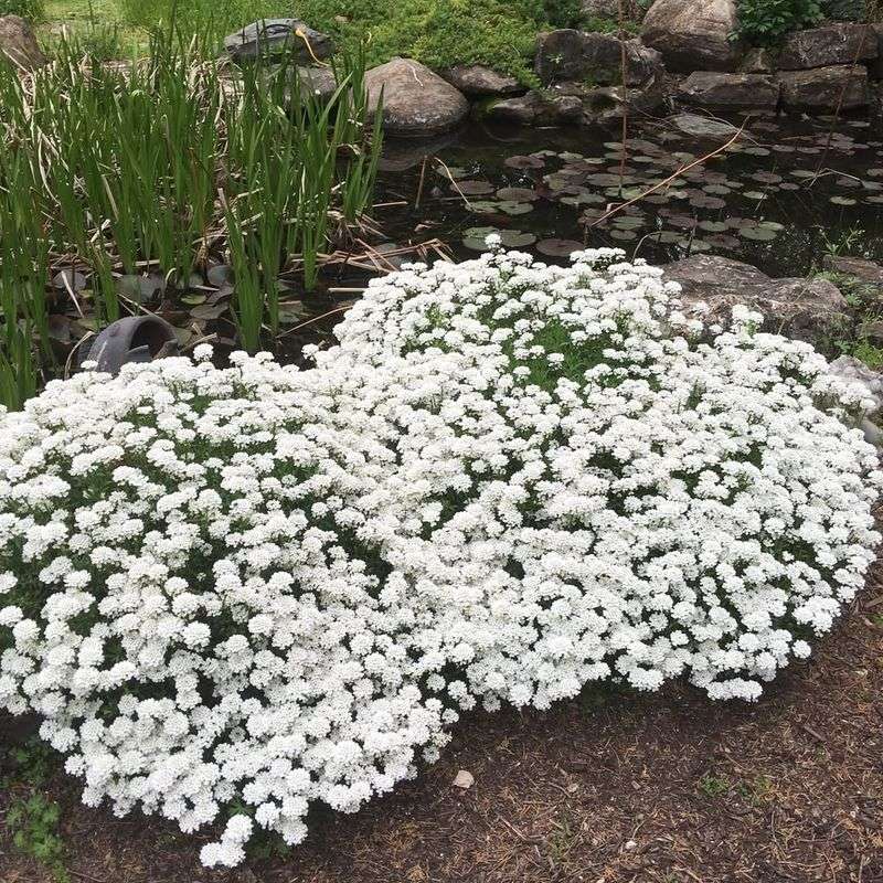 Candytuft