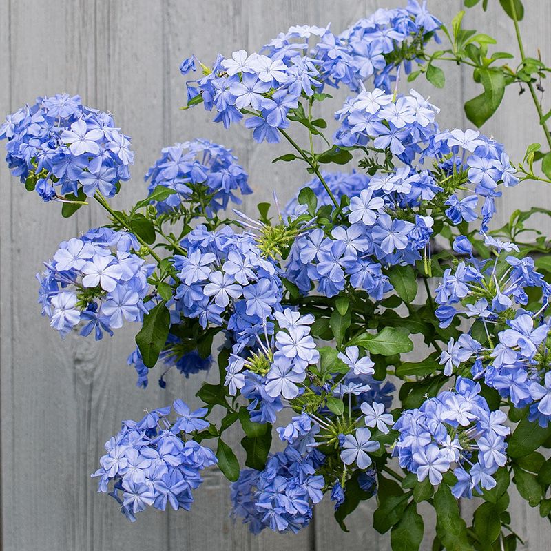 Plumbago