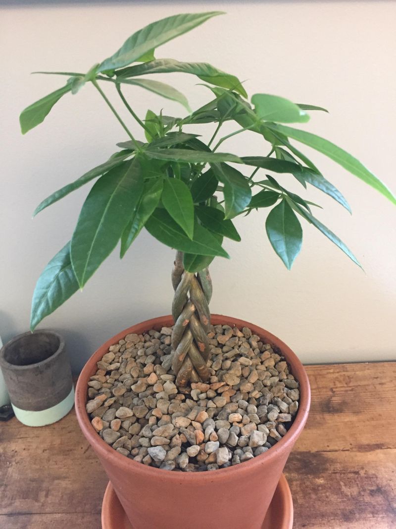 Money Tree (Pachira aquatica)