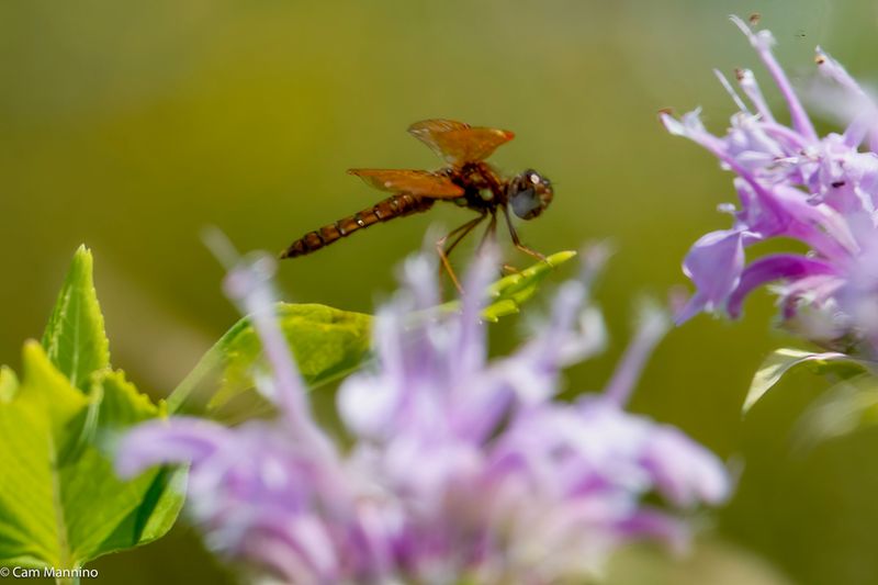 Bee Balm