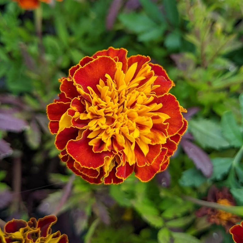 Marigolds