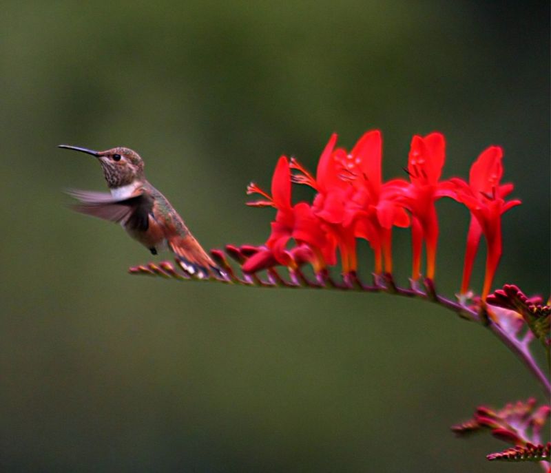 Crocosmia