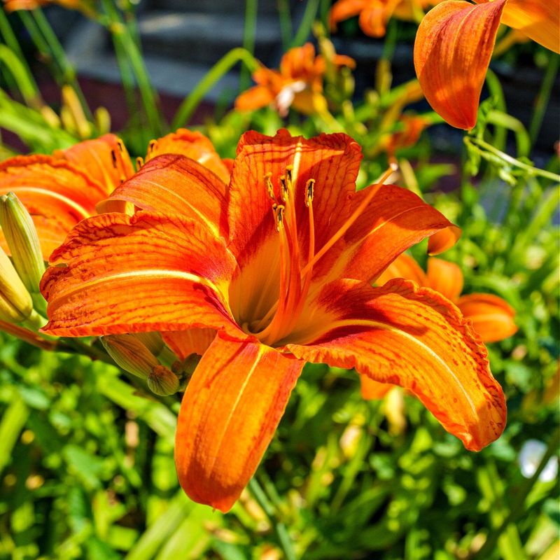 Orange Daylily