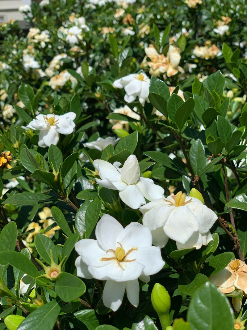 Gardenia (Gardenia jasminoides)