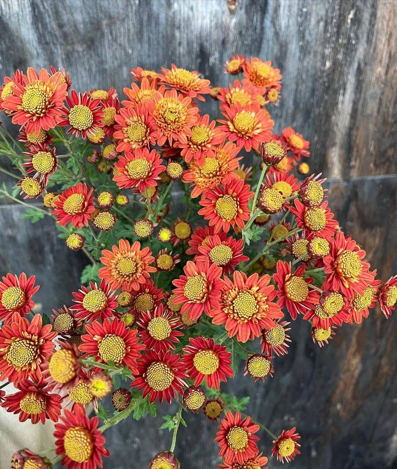 Bronze Mums