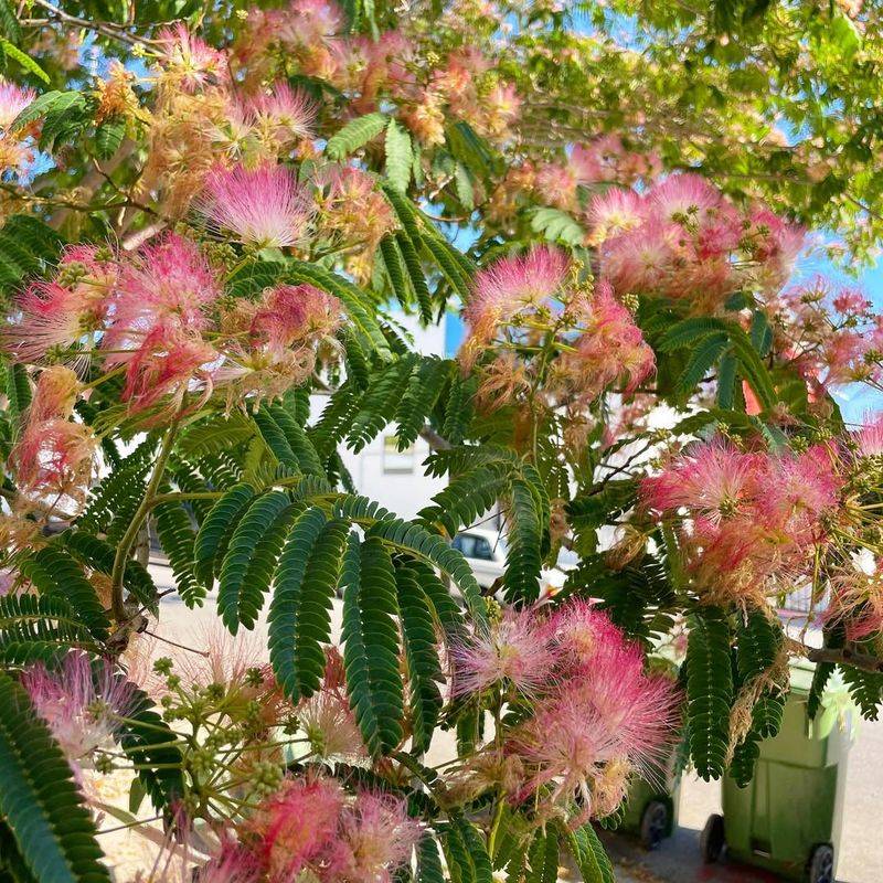 Mimosa Tree