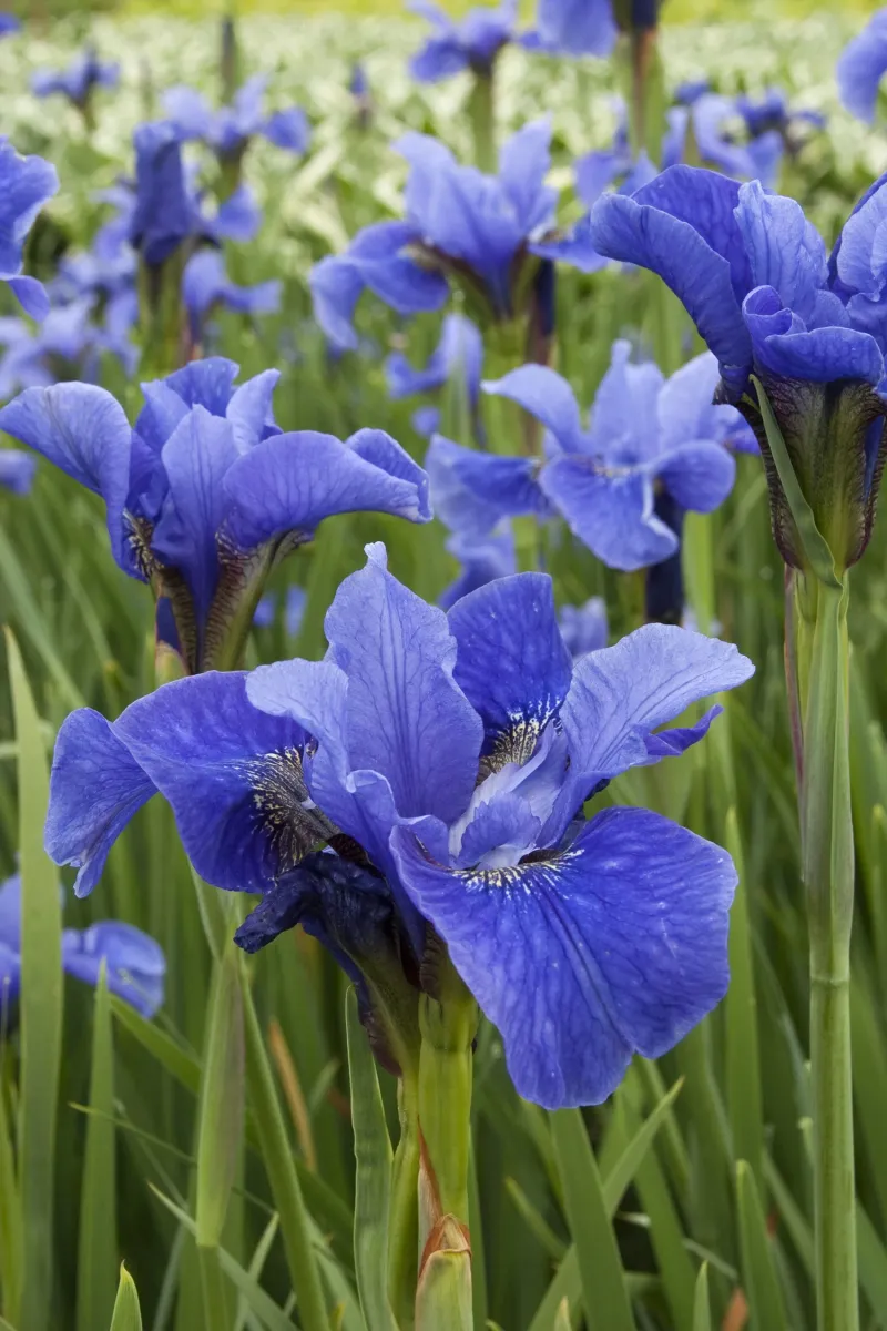 Siberian Iris