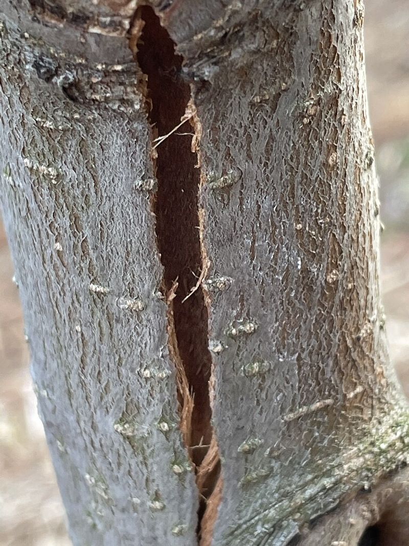 Cracked or Split Branches