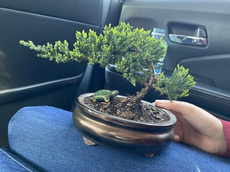 Be Patient – Bonsai Takes Time