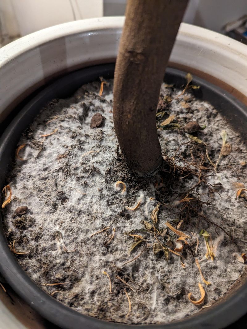 Mold on Soil Surface