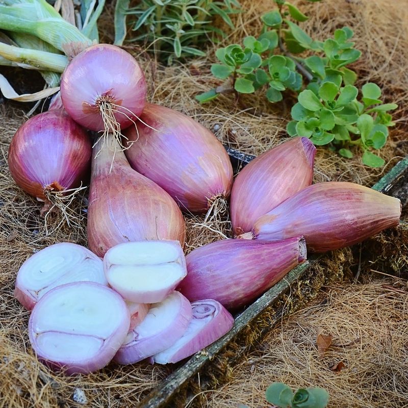 Shallots