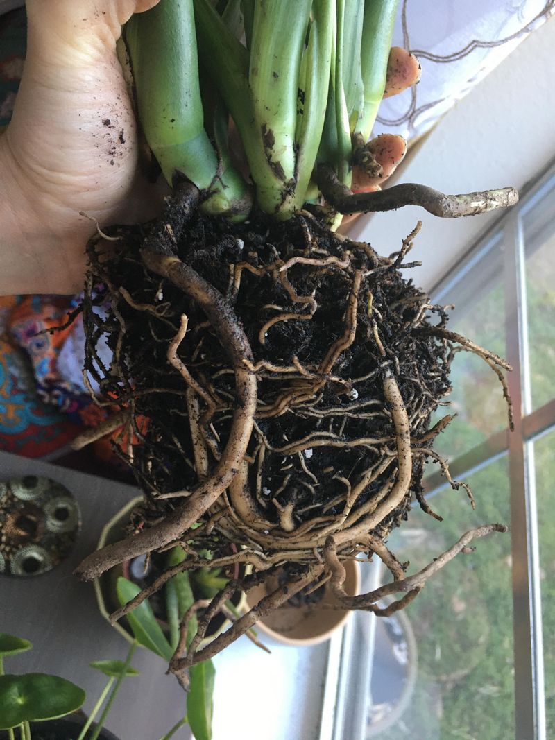 Roots Smelling Rotten