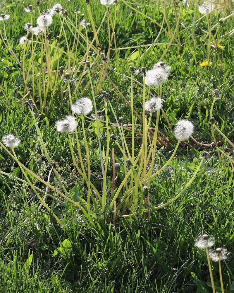 Dandelions