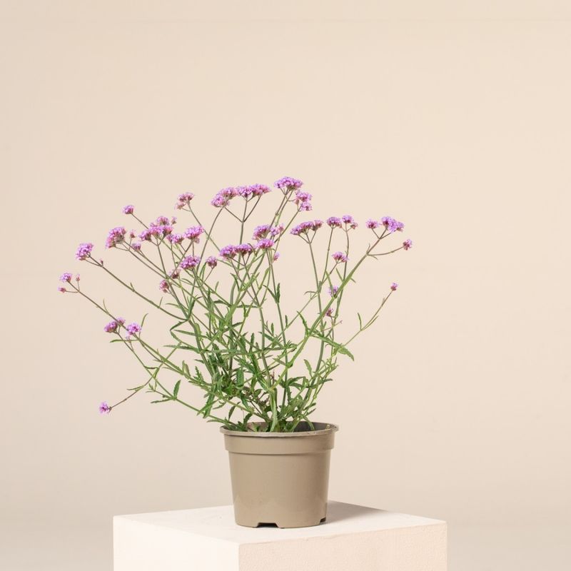 Verbena