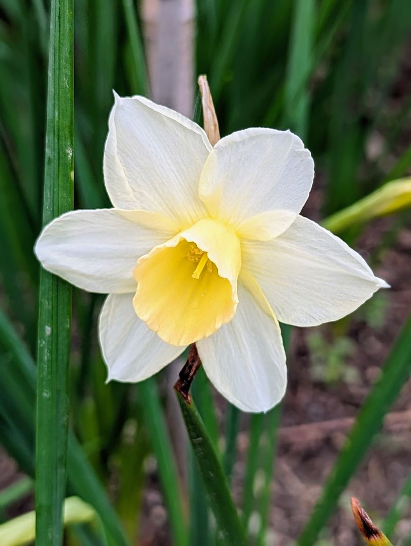 Daffodil