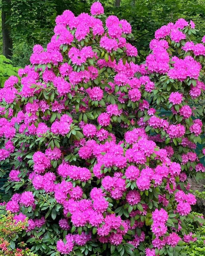 Rhododendron