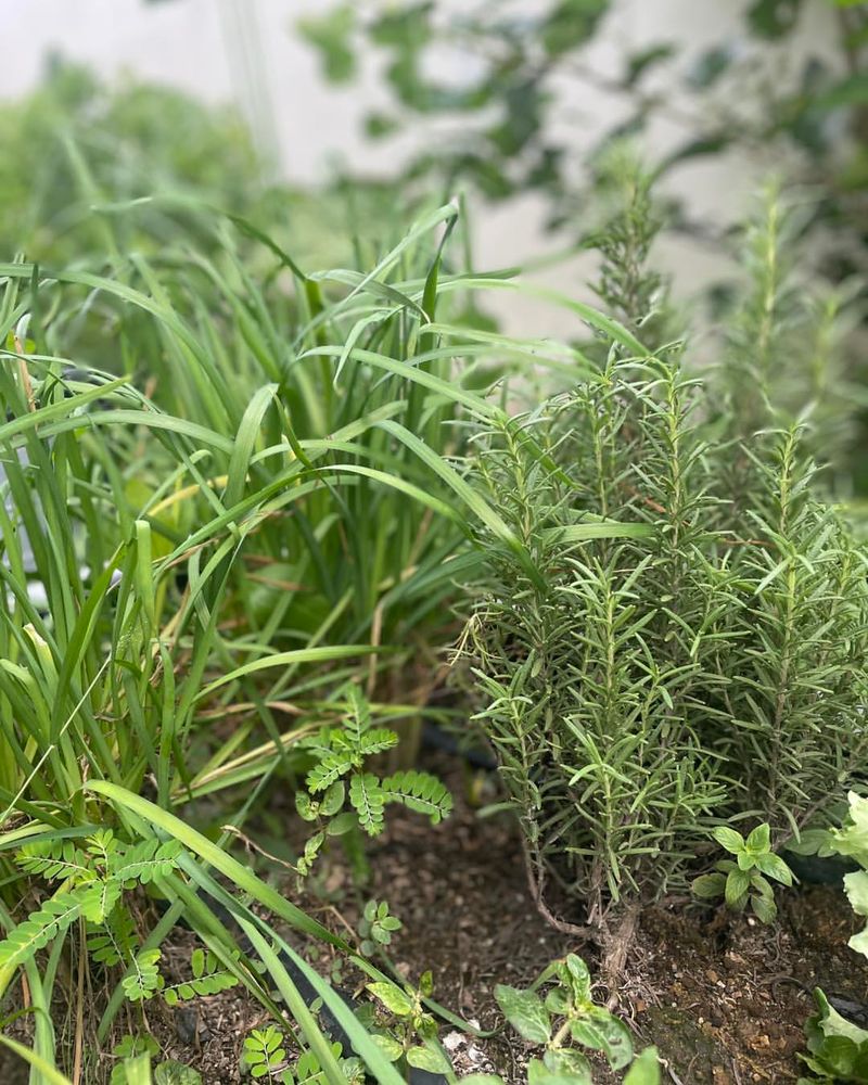 Garlic + Rosemary