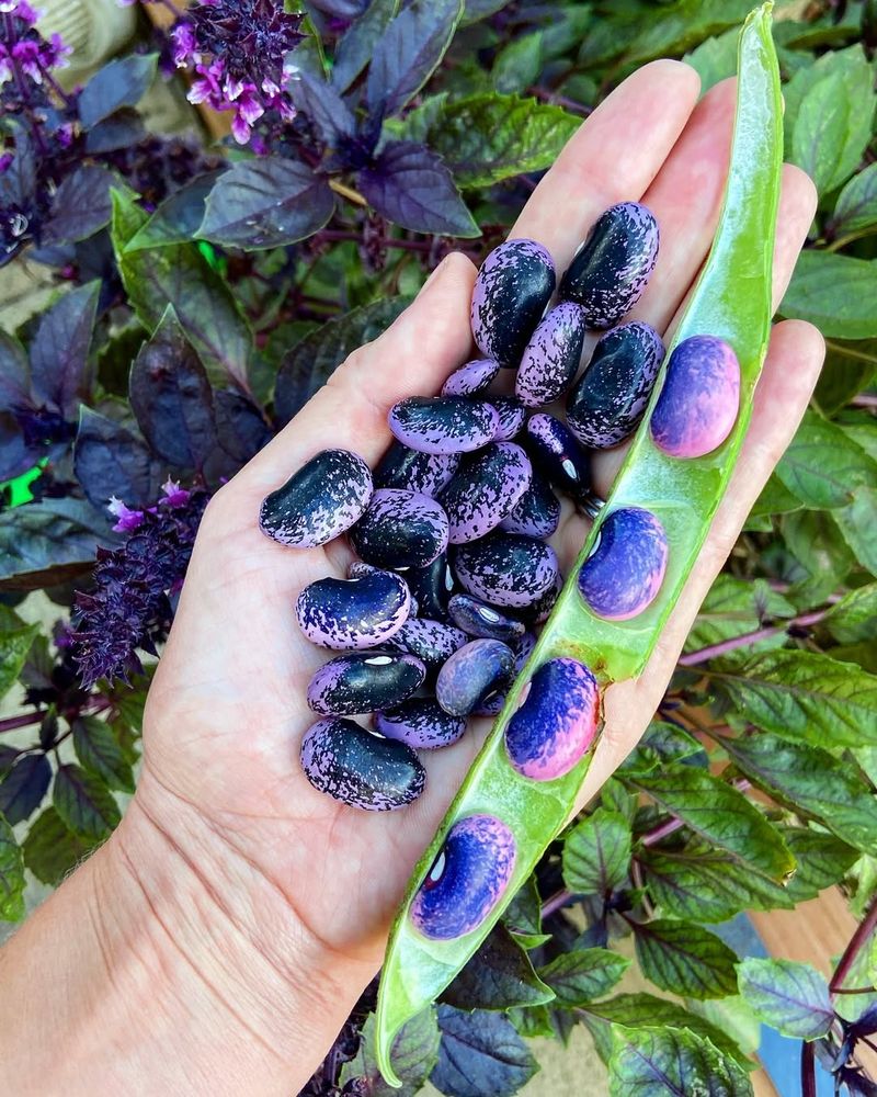 Scarlet Runner Bean