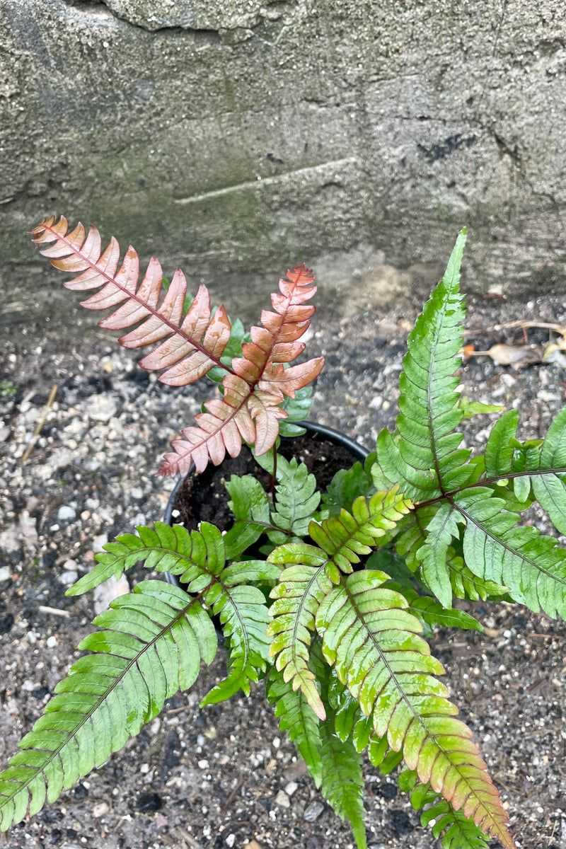 Pteris Fern