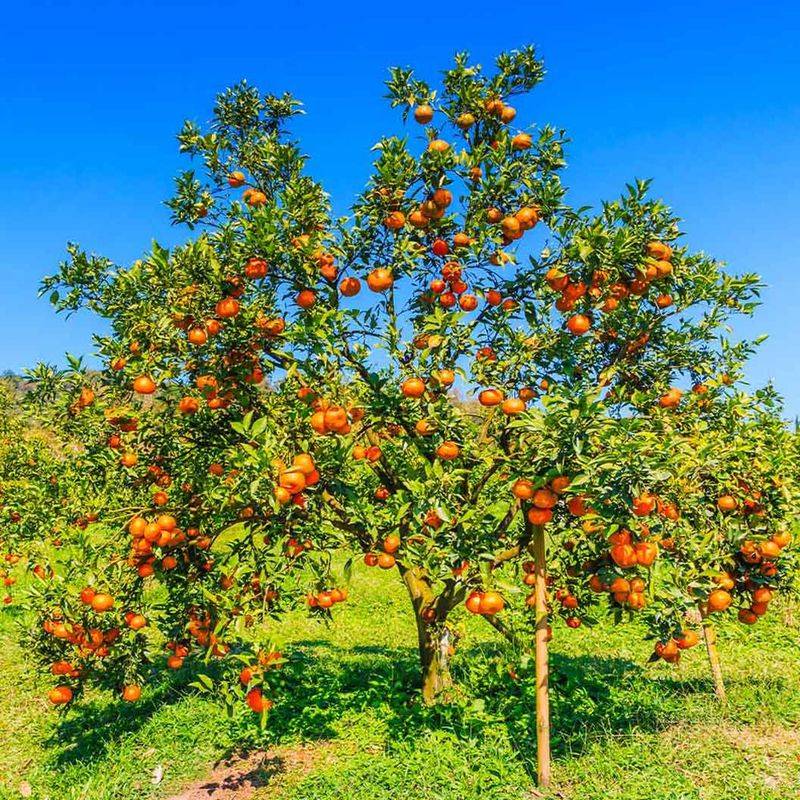 Orange Tree