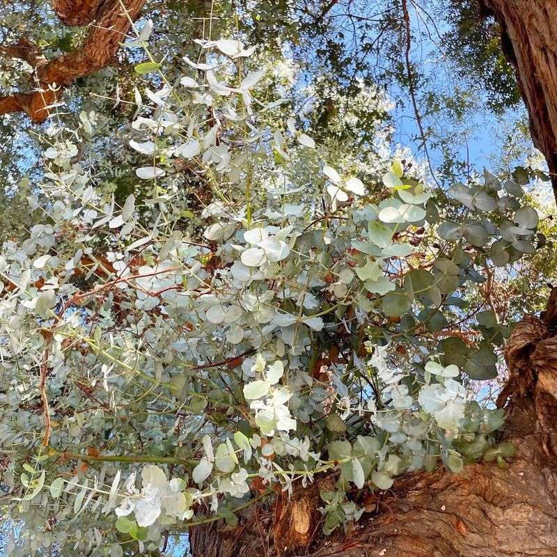 Eucalyptus Tree