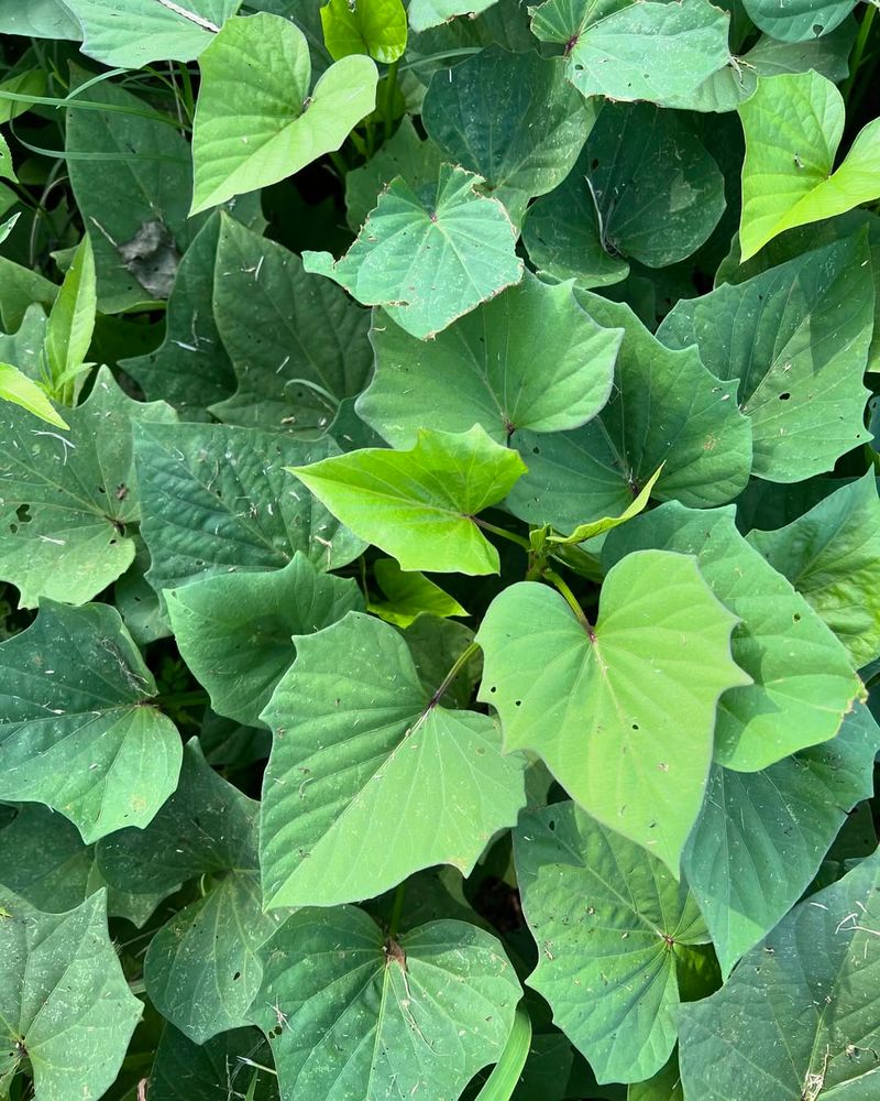 Sweet Potatoes (Leaves)