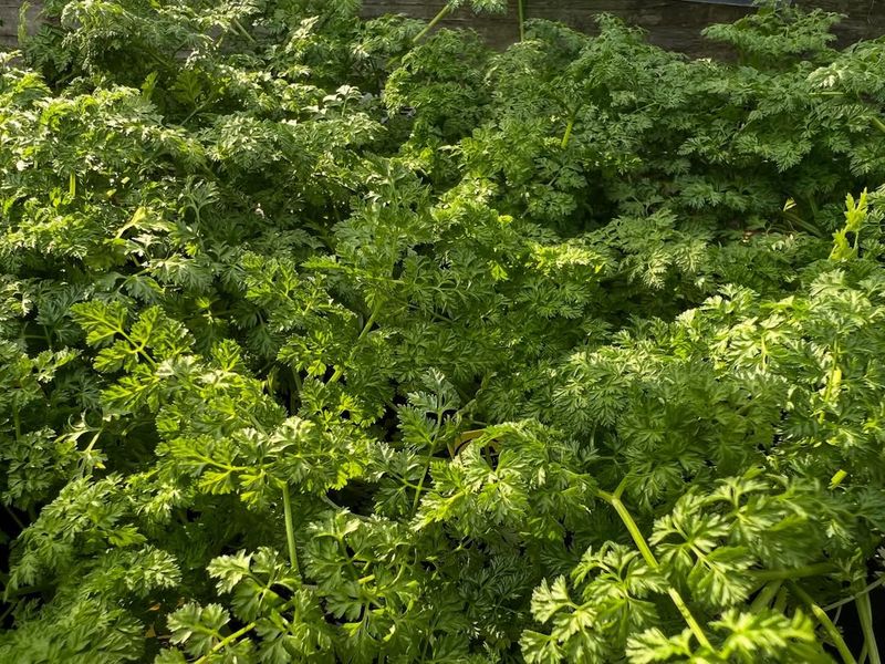 Chervil + Parsley