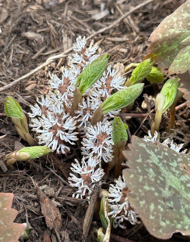 Pachysandra