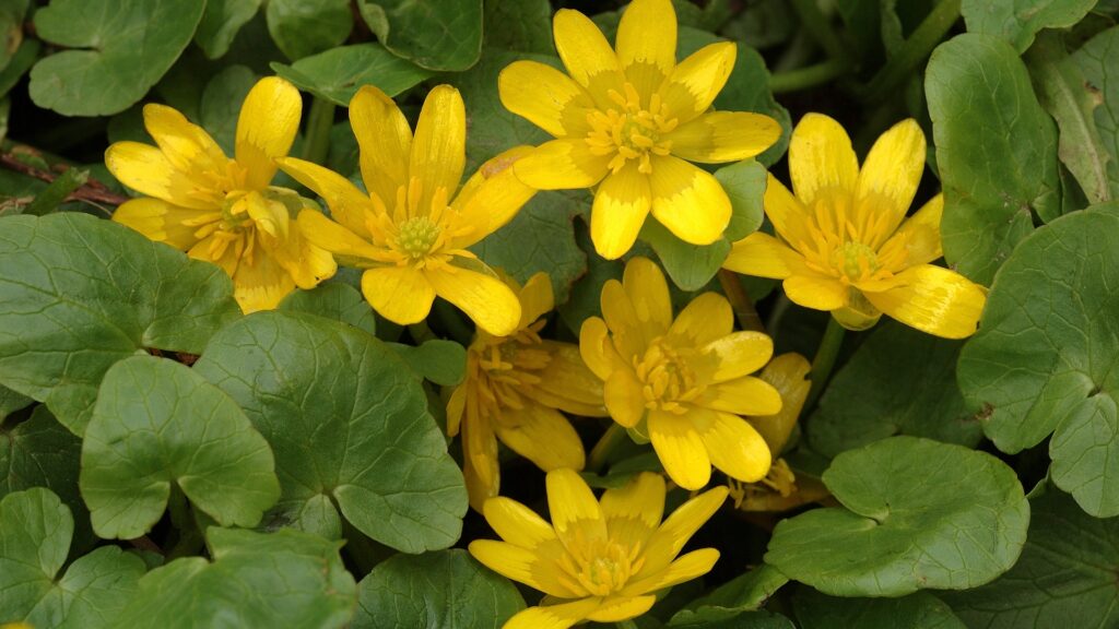 lesser celandine